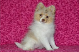 Fauna - Pomeranian for sale