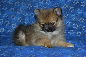 Alfredo - Pomeranian for sale