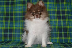 Trooper - Pomeranian for sale