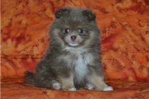 Finnegan - Pomeranian for sale