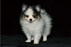 Dylan - Pomeranian for sale
