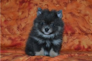 Dwight - Pomeranian for sale