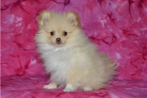 Belladonna - puppy for sale