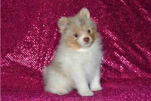 Fauna - Pomeranian for sale