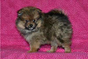 Alexandria - puppy for sale