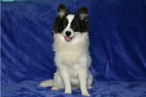Ambrose - Pomeranian for sale