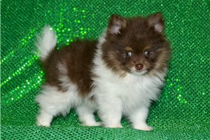 Trooper - Pomeranian for sale