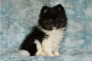 Victor - Pomeranian for sale