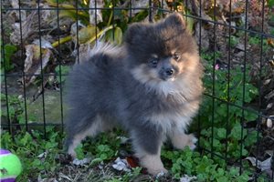 Mateo - Pomeranian for sale