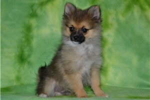 Alfredo - puppy for sale