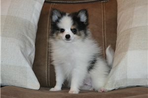 Dylan - Pomeranian for sale