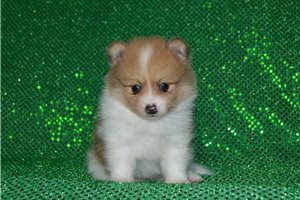 Deeks - Pomeranian for sale