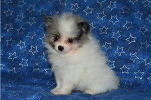 Dynamo - puppy for sale