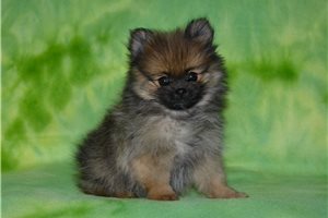 Alto - Pomeranian for sale