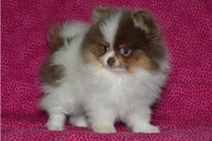 Khloe - Pomeranian for sale