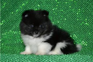 Victor - Pomeranian for sale