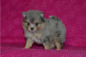 Blush - Pomeranian for sale
