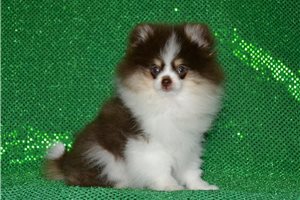 Craig - Pomeranian for sale