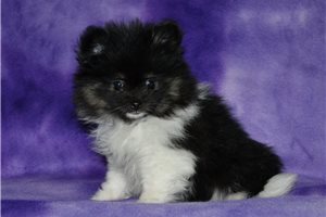 Destiny - Pomeranian for sale