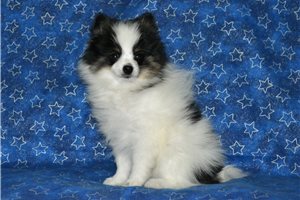 Benny - Pomeranian for sale
