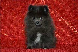 Barry - puppy for sale