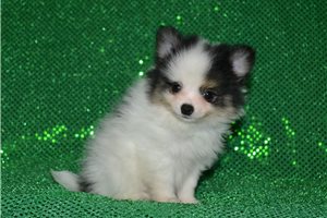 Dylan - puppy for sale