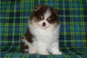 Craig - Pomeranian for sale