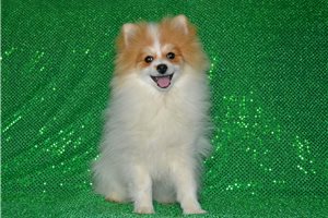 Catapult - Pomeranian for sale