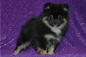 Maria - puppy for sale