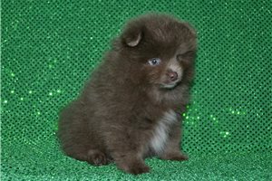 Friar - Pomeranian for sale