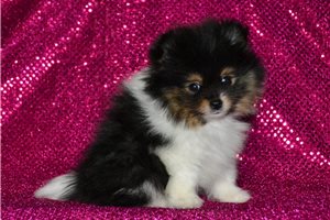 Erin - Pomeranian for sale