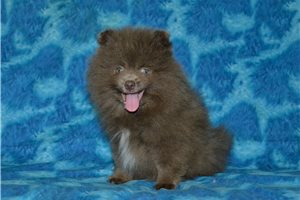 Friar - Pomeranian for sale