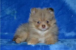 Tori - Pomeranian for sale