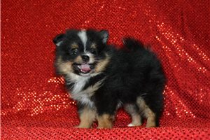 Benson - Pomeranian for sale