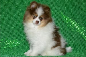 Charlie - Pomeranian for sale