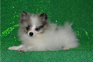 Dynamo - Pomeranian for sale