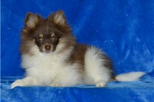 Trooper - Pomeranian for sale