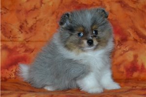 Ewok - Pomeranian for sale