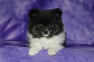 Vivian - Pomeranian for sale