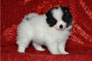 Benny - Pomeranian for sale