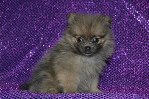 Maeve - puppy for sale