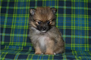 Alfredo - puppy for sale