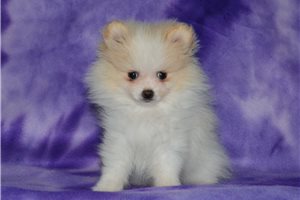 Eleanor - Pomeranian for sale