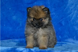 Alto - puppy for sale