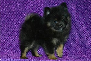 Madison - puppy for sale