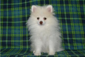 Everest - Pomeranian for sale