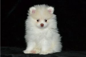 Everest - Pomeranian for sale