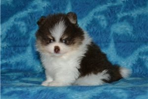 Craig - Pomeranian for sale