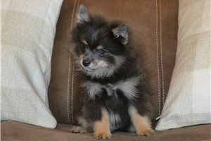 Dwight - Pomeranian for sale