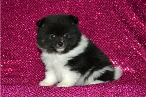 Vivian - Pomeranian for sale